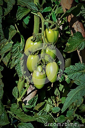 Tomato branches Stock Photo