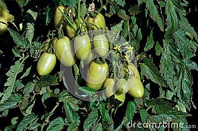 Tomato branches Stock Photo