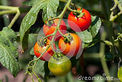 Tomato bush Stock Photo