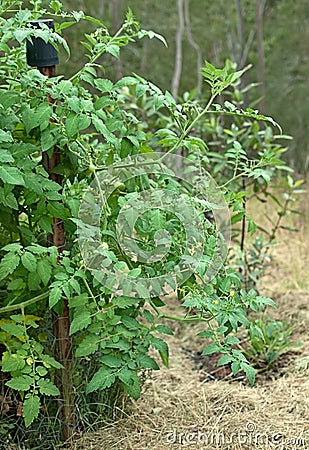Tomato bush organic garden Stock Photo