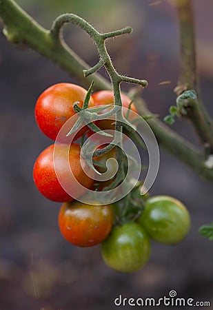 Tomato on the bush Stock Photo