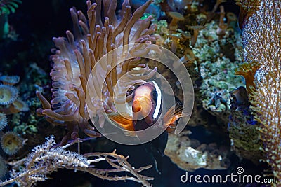 tomato clownfish feel safe in fluorescent bubble tip anemone, predator animal move long tentacles in flow and protect fish Stock Photo