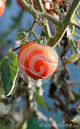 Tomato crack decease on homegrown fruit close Stock Photo