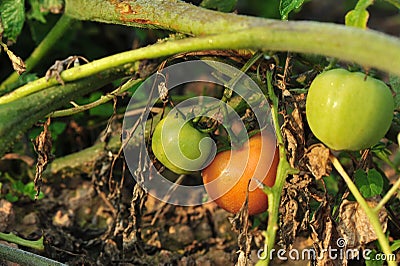 Tomato crops in growth Stock Photo