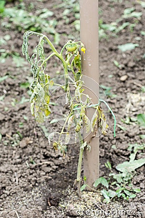 Tomato disease blight garden Stock Photo