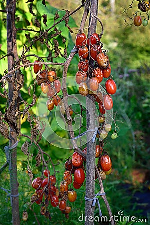 Tomato disease - late blight. Stock Photo