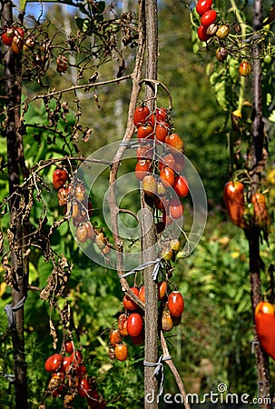 Tomato disease - late blight. Stock Photo