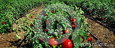 Tomato field ready for harvest Stock Photo