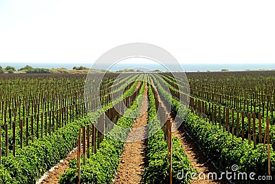 Tomato fields in California Stock Photo