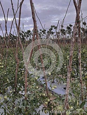 Tomato Fields in Namlea City Stock Photo
