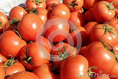 Tomato Stock Photo