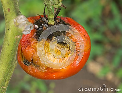 Tomato fruit disease Stock Photo