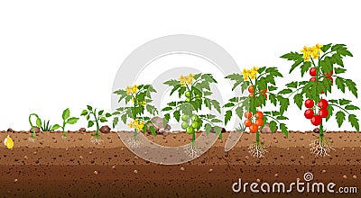 Tomato Germination, stage growth. Life cycle of a tomato plant Cartoon Illustration