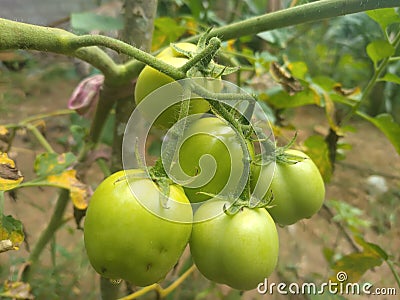 Tomato In Green Color Stock Photo