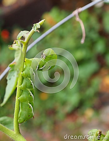 Tomato Hornworm In Backyard Garden Stock Photo