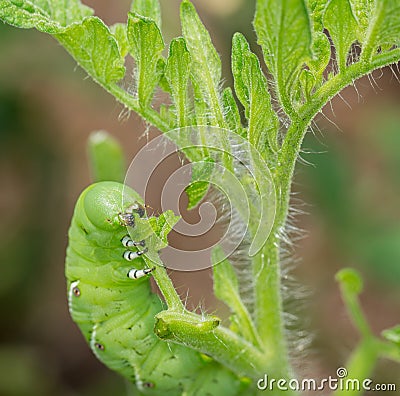 Tomato hornworm caterpillar eating plant Stock Photo