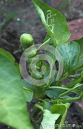 Tomato hornworms bite pepper leaves and stem Stock Photo