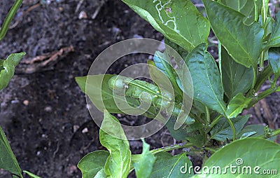 Tomato hornworms eat pepper leaves and stem Stock Photo