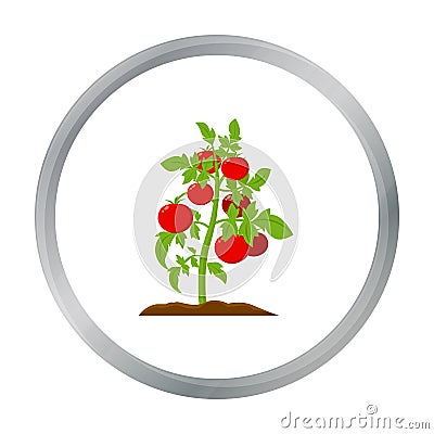 Tomato icon cartoon. Single plant icon from the big farm, garden, agriculture cartoon. Vector Illustration