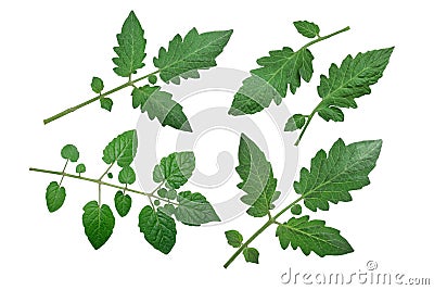 Tomato leaves, top view, paths Stock Photo