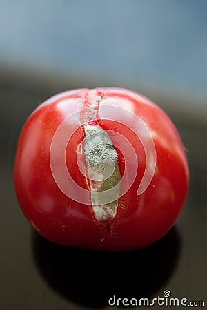 Mouldy red overripe tomato isolated on dark background. Stock Photo