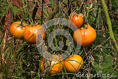 Tomato plant disease Stock Photo