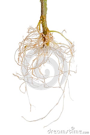 Tomato plant exposed roots is isolated on white Stock Photo