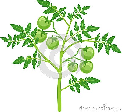 Tomato plant with green leaf and unripe green tomatoes Vector Illustration