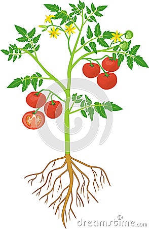 Tomato plant with green leaf, yellow flowers, ripe red tomatoes and root system Vector Illustration