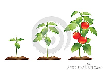 Tomato plant growth cycle Vector Illustration