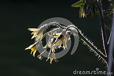 Tomato Plant, growth sequence, close up of flowering and open yellow flowers Stock Photo