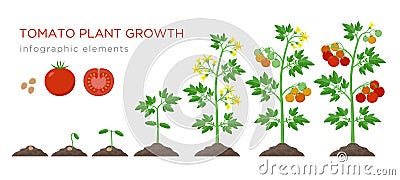 Tomato plant growth stages infographic elements in flat design. Planting process of tomato from seeds sprout to ripe Vector Illustration