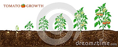 Tomato plant growth stages from seed to flowering and ripening. illustration of tomato feld and life cycle of healthy tomatoes Cartoon Illustration