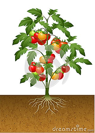 Tomato plant with root under the ground Vector Illustration