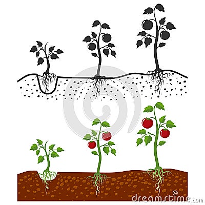 Tomato plant with roots vector growing stages - cartoon style and silhouettes of tomatoes isolated on white background Vector Illustration