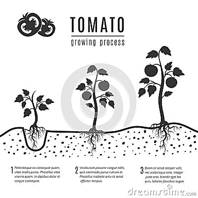 Tomato plant with roots vector growing stages Vector Illustration