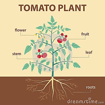 Tomato plant Vector Illustration