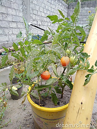 Tomato plantation in buckets Stock Photo