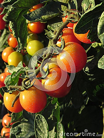 Tomato plants growing in the garden . Tomatoes ripen gradually . Tuscany, Italy Stock Photo