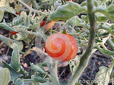 Tomato plants image, natural tomato Stock Photo