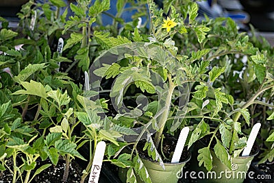 Tomato Plants Stock Photo