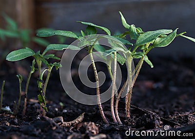 Tomato plants sprouting from the soil close up. Stock Photo