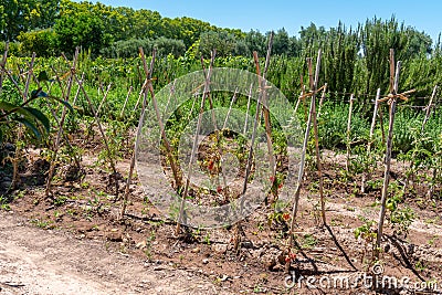 Tomato Plants Trellis Stock Photo