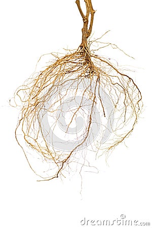 Tomato Roots Stock Photo