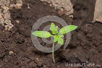 Tomato seed Stock Photo