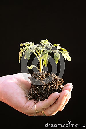 Tomato seedling in cupped hand before being planted Stock Photo