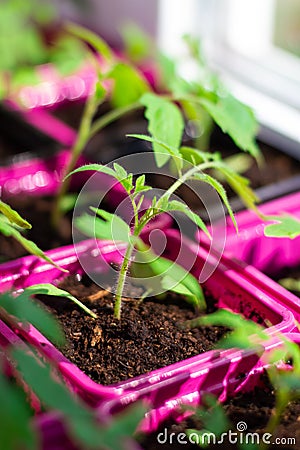 Tomato seedlings in the spring. Seedlings of tomatoes grown for the garden Stock Photo