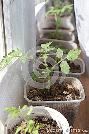 Tomato seedlings Stock Photo