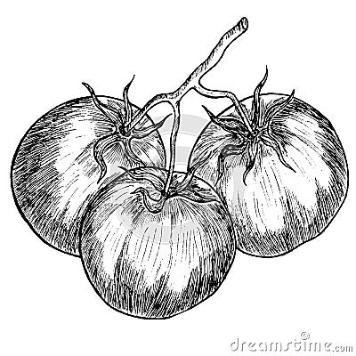 A sketch of a tomato. Linear art. Cartoon Illustration