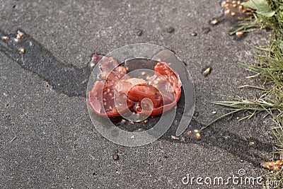 Tomato spreading on the asphalt Stock Photo